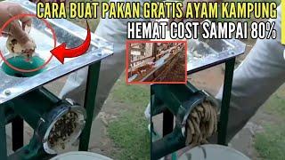 CARA BUAT PAKAN GRATIS AYAM KAMPUNG - HEMAT COST SAMPAI 80%