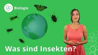 Insekten Eigenschaften Körperbau Fortpflanzung – Biologie  Duden Learnattack