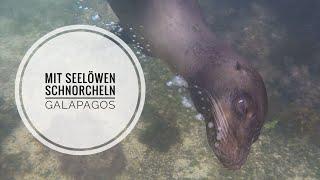 Schnorcheln mit Seelöwen auf der Isla Tintorera Galapagos