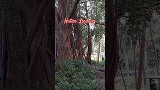 Hutan Lindung di Hong Kong Victoria park #hutanlindung #liburanakhirpekan #shorts