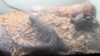 Tegu eating mice