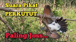 Suara PIKAT PERKUTUT  MERBUK Paling Jos