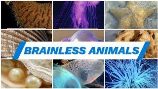Brainless Animals