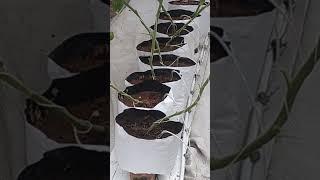 Soil moisture sensor based irrigation to tomato plants