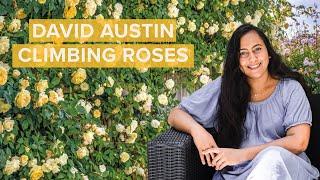 9 Beautiful Climbing David Austin Roses You Need In Your Garden