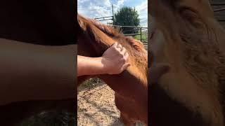 Shes starting to shed ️ #tillymae #topwindprospects #sorrel #aqha #filly #foal