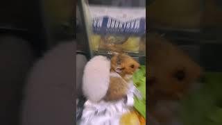 Video Hamster Lucu #shorts #hamster