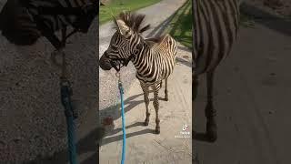 Baby zebra noise