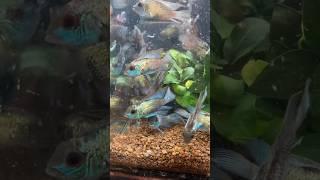 Đi Săn Cá Phượng Hoàng Khổng Lồ Part 2 #bettasales #guppy #traicabetta #aquarium