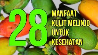 Masya Alloh Inilah 28 Manfaat Kulit Melinjo Untuk Kesehatan