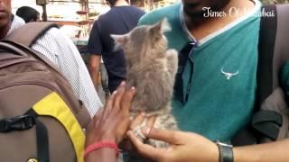 Very Cute Pets Labradors & Persian Cats For Sale In Crawford Market Mumbai