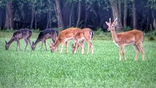 listen to the music you sweetheart deer  the nature recorder