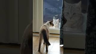 Charlie and his friend have a disagreement. Chocolate Point Siamese Cat.