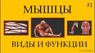 1. Мышечная ткань поперечно-полосатая гладкая миокард - функции и различия.