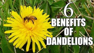 6 Benefits Of Dandelions In Your Garden