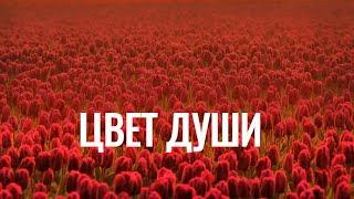 Цвет души.