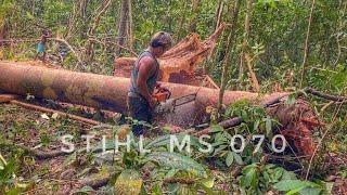 MEMBUAT PAPAN UNTUK DINDING CAMP BAPAK KEPALA SUKU DI TENGAH HUTAN  CHAINSAW STIHL BESAR