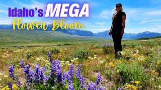 Idahos Mega Flower Bloom in Copper Basin Idaho  White Knob Mountains  Muldoon Canyon  Idaho