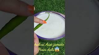 हलवाई वाले ऐसे जमाते हैं गाढ़ा मलाईदार दही - how to make curd at home- dahi recipe - curd