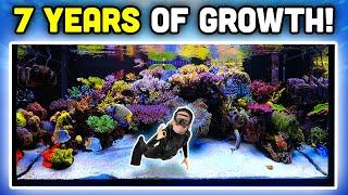 INSANE Reef Aquarium Keys to AMAZING Coral Growth and Fish Keeping