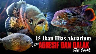 15 Ikan Hias Aquarium Paling Galak dan Agresif