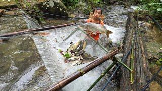 Highland boy khai make fish traps under the waterfall harvest big carp to sell-fishing skills