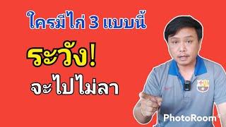 ไก่ใจไม่ดีดูยังไง วิธีสังเกตไก่ใจเสาะ