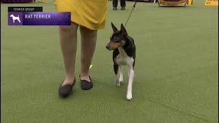 Rat Terriers  Breed Judging 2023