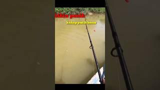 mancing ikan kakap putih di sungai dapat babonya