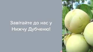 Садовый Центр Зелений Двір - Слива Ренклод Улена с ОКС