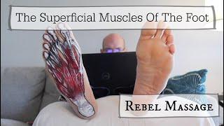 The Superficial Muscles Of The Foot