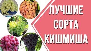 5 сортов кишмишей.  Лучшие сорта кишмиша