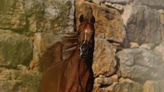 AJ NADER - AJ Mardan x AJ Noor Kwestura 2015 Chestnut Stallion