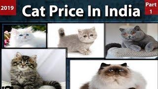 Cat Price In India l Cat Breeds In India l Pet cats price in India l Persian cat price in India