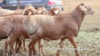 Отличие настоящих гиссарских овец от поместных гибридов