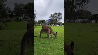 North Stradbroke Island - Выпас кенгуру