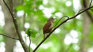 Bird Singing On a Tree 16 sec.  Royalty Free HD Video