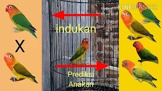 CETAK LOVEBIRD BIOLA JACKPOT dari ternak indukan split biola