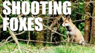 Fieldsports Britain  Shooting foxes