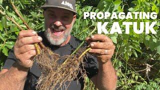 Propagating KATUK Is SO Easy And You Can Make Money Doing It Too