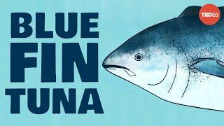 Meet the bluefin tuna the toughest fish in the sea - Grantly Galland and Raiana McKinney