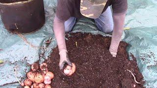 Red Pontiac Potato Harvest - Grown In 10 Gallon Grow Bags