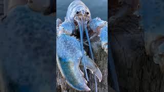 blue lobster meme