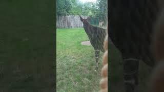 Okapi  #2024 #shortvideo #animals #spring #zoo #new