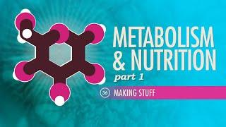 Metabolism & Nutrition Part 1 Crash Course Anatomy & Physiology #36