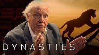 David Attenborough On Dynasties  BBC Earth