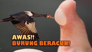 3 Dari Papua Burung Unik dan Langka ini Paling Berancun Dunia