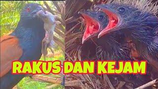 TIADA AMPUN TIKUS INI DITELAN DENGAN BEGITU RAKUSNYA OLEH ANAK BURUNG BUTBUT