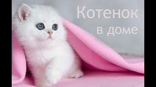 Котенок в доме. Важные советы новичкам стартовый набор.