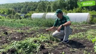 Ручная прополка биопрепары для почвы и растений – истинно Экологическое ОЖЗ